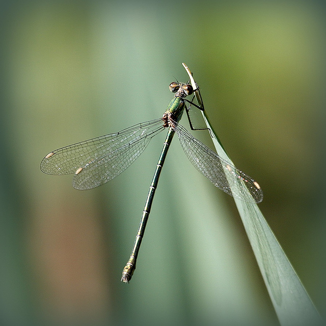 Le leste vert