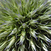 20240625 0385CPw [D~LIP] Kugeldistel (Echinops), BS