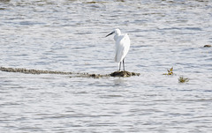 Aigrette dans le marais de Guérande (44)