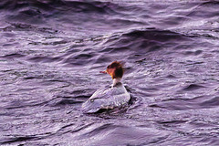 Red-Breasted Merganser in Early Morning Sunlight