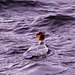 Red-Breasted Merganser in Early Morning Sunlight