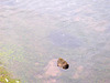 oaw - mullet fry