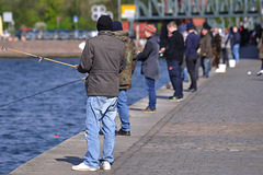 Hering am laufenden Band