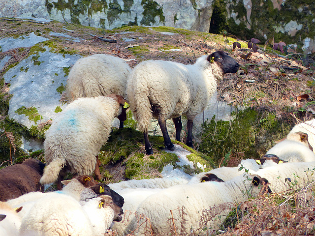 Transhumance du 15 mars 2016