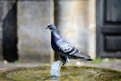 pa Pigeon à Puyguilhem, Dordogne