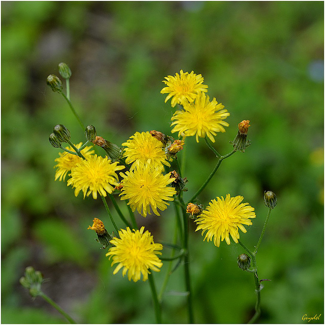 Petit Bouquet Sauvage !