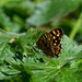 Speckled Wood Butterfly