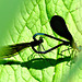 Ebony Jewelwing mating