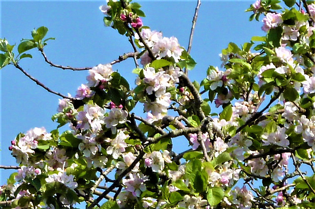 Apple blossom at its best