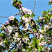 Apple blossom at its best