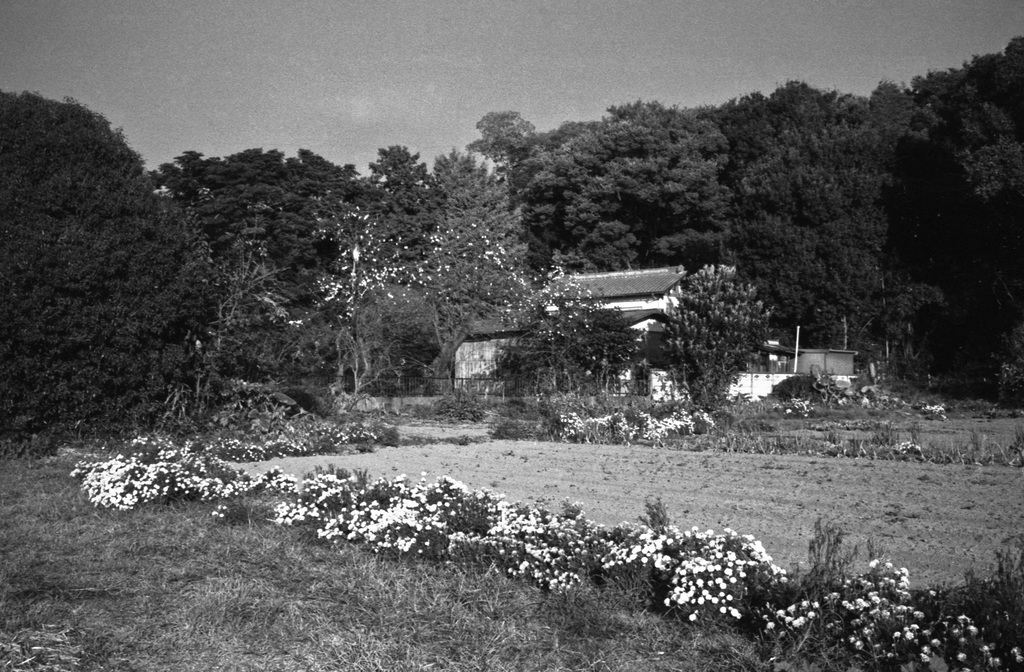 Home with marigold and persimmon trees