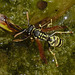 20240625 0386CPw [D~LIP] Haus-Feldwespe (Polistes dominula), BS