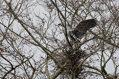 20160303 0129VRAw [D~BI] Graureiher (Ardea cinerea), Tierpark Olderdissen, Bielefeld