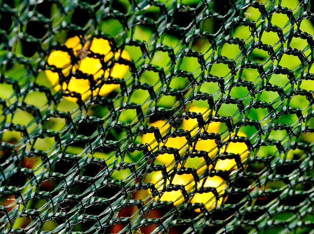 Growing and Protected at Byker City Farm