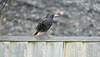 Our resident Starling