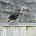 Our resident Starling