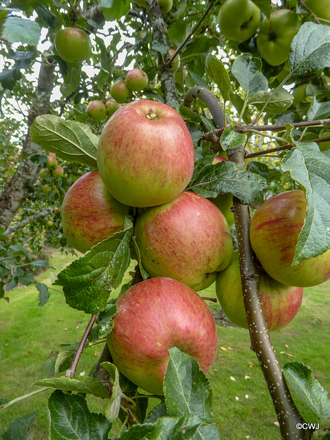 Bumper crop of eating apples