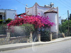 A house near Mandi - gorgeous flowers just covering the wall