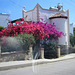 A house near Mandi - gorgeous flowers just covering the wall