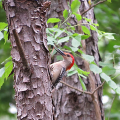 Red-bellied woodpecker