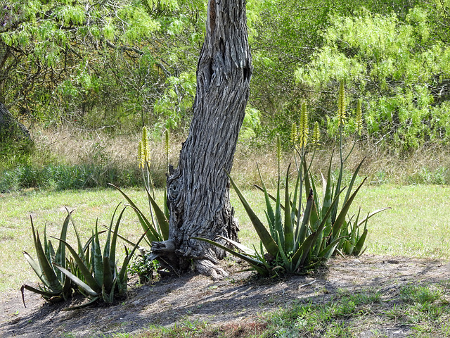 Day 4, Aloe vera, Bishop City Park