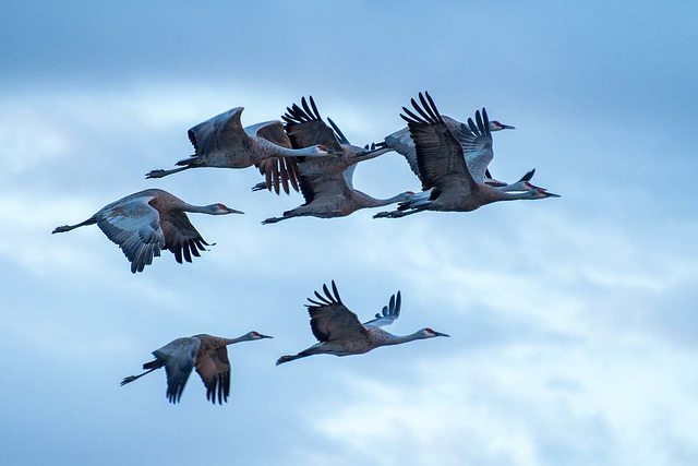 Sandhill cranes7