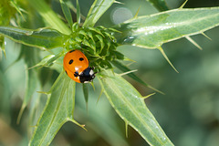 Seven-spot Ladybird DSD1605