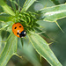 Seven-spot Ladybird DSD1605