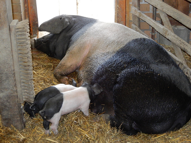 Zoo Görlitz 35