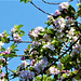 Gorgeous blossom