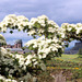 Blick auf Royal Observatory