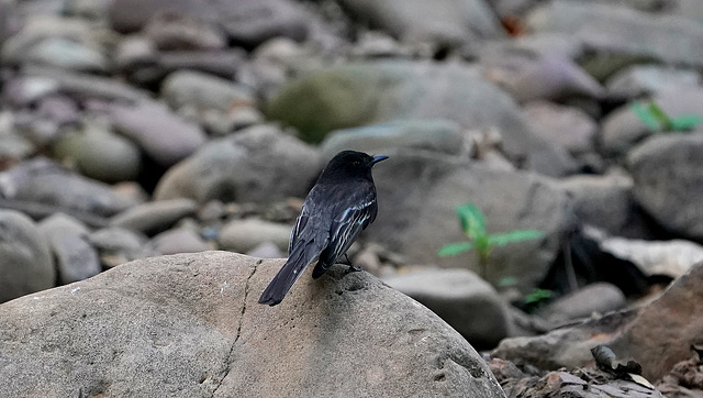 DSC01156a