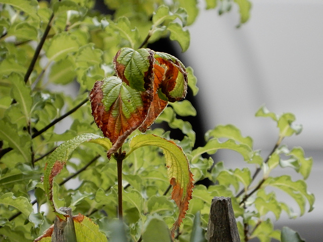 l'été fait place à l'automne,