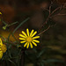 KR609383©IngoKrehl