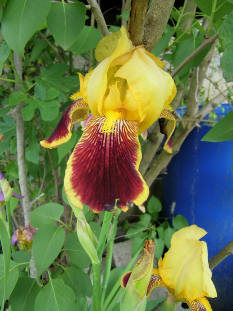 Iris Iris