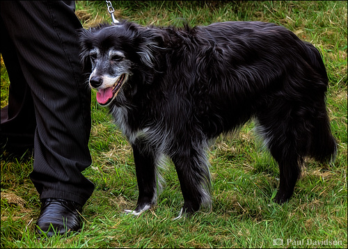 Dogs At Car Shows ...