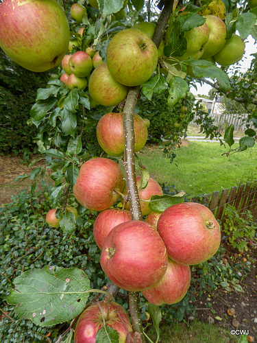Bumper crop of eating apples
