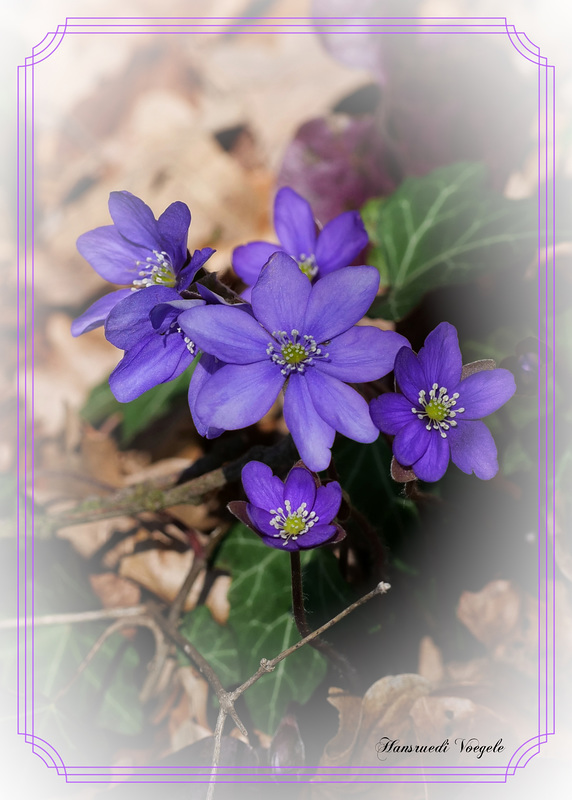 Leberblumen /Hepatica nobilis