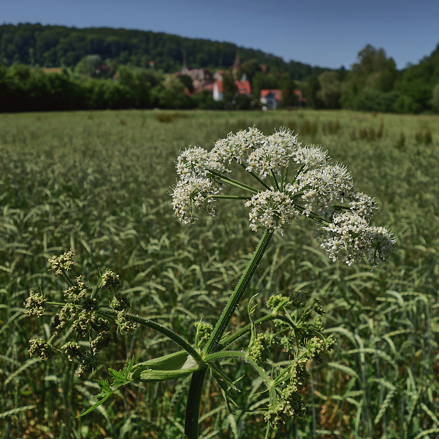 Blüte - Bebenhausen