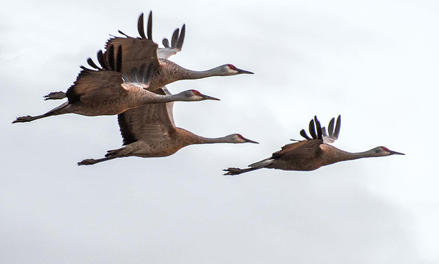 Sandhill cranes8