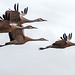 Sandhill cranes8