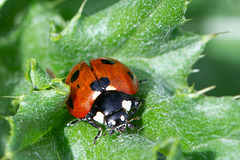 Seven-spot Ladybird-DSA1062