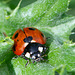 Seven-spot Ladybird-DSA1062