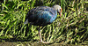 20190911 6165CPw [D~OH] Graukopf-Purpurhuhn (Porphyrio poliocephalus), Vogelpark Niendorf, Timmendorfer Strand