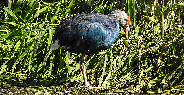 20190911 6165CPw [D~OH] Purpurhuhn (Porphyrio porphyrio poliocephalus), Timmendorfer Strand