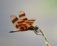 Calico Pennant