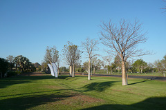 Young Boab Trees At Freshwater