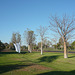 Young Boab Trees At Freshwater