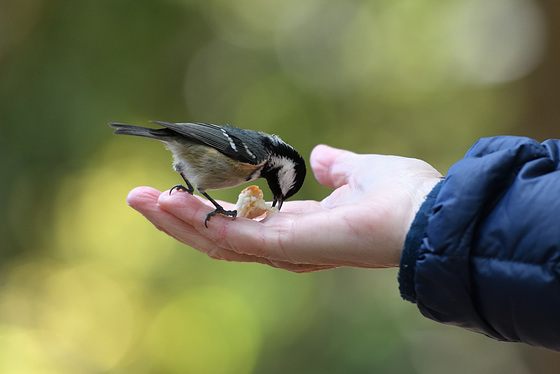 Mésange noire en quête de nourriture ...