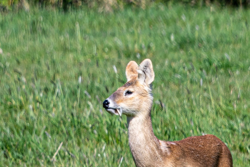 Chinese Water Deer-DSZ2055